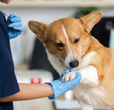 Pet Body Wipes – Vero Animal Health
