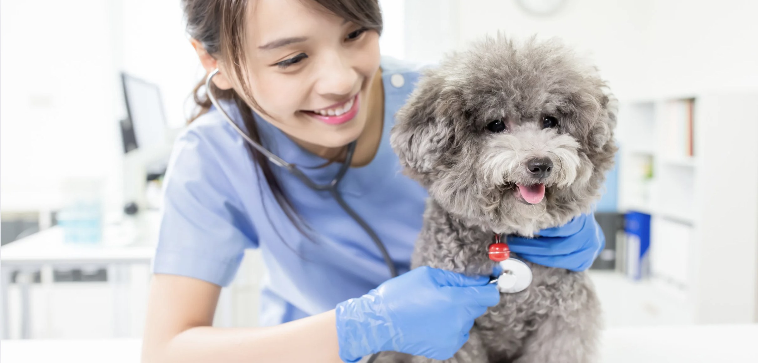 Smiling veterinarian in blue scrubs examining a grey poodle with a stethoscope