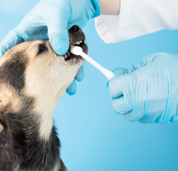 Oral Care Breath Spray – Vero Animal Health