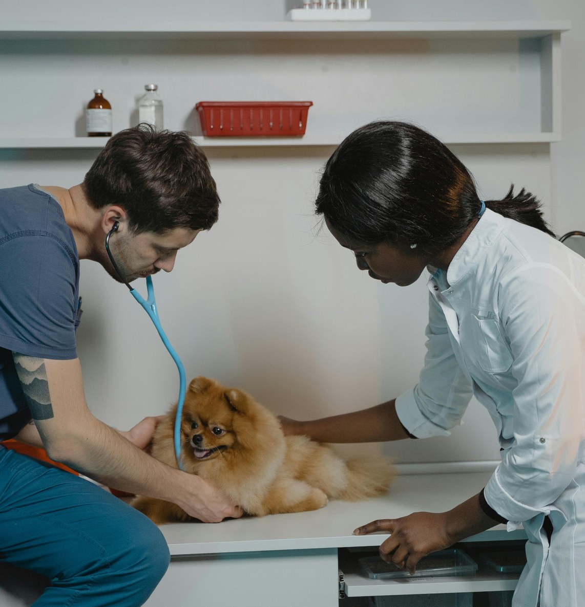 Veterinarians examining a dog